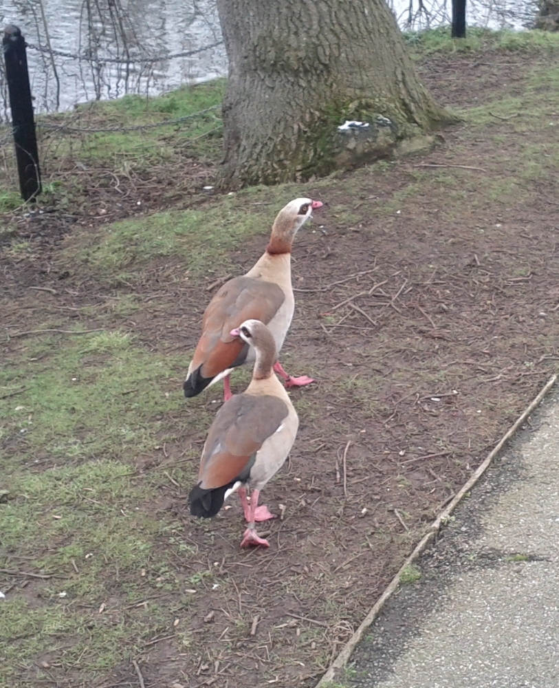 Egyptian geese in Broomfield Park February 2013
