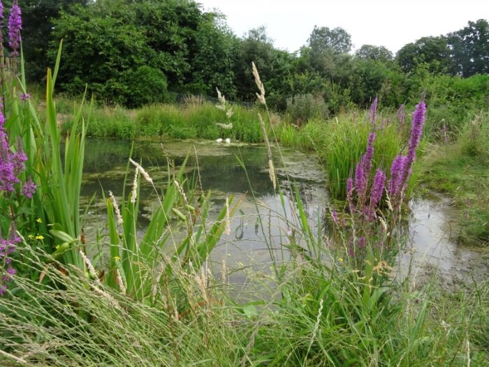 enfield in bloom broomfield park wildlife pond