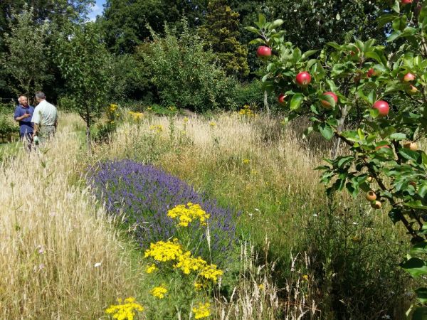 wild flowers in broomfield community orchard palmers green