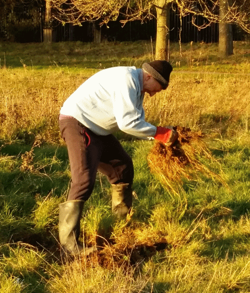 fobp working on wildflower meadow in broomfield park