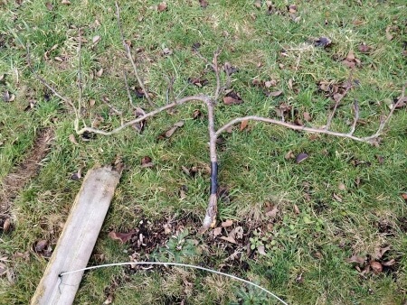 damaged apple tree in broomfield park