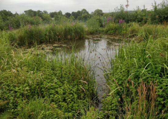 broomfield park wildlife pond