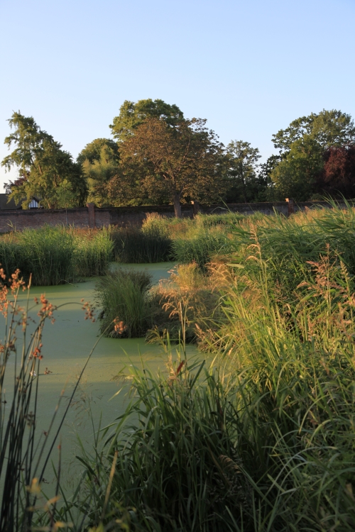 broomfield wetlands with historic wall in background close up