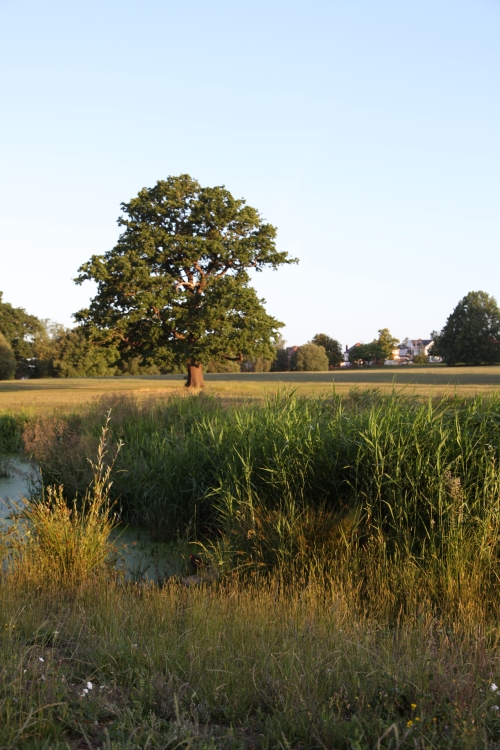 broomfield wetlands with tree in background