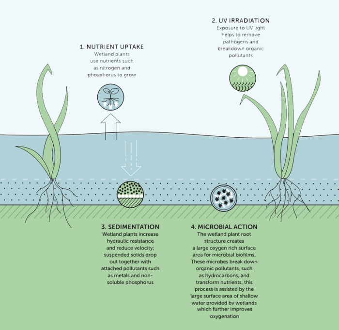 constructed wetlands key mechanisms