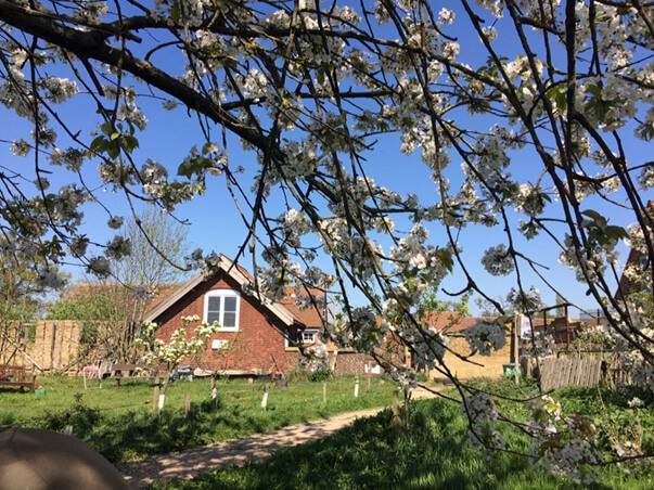 forty hall farm orchard blossom 2017