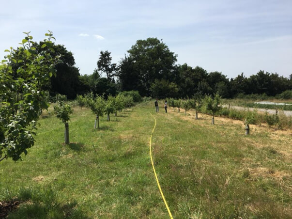 forty hall farm orchard in june 2018