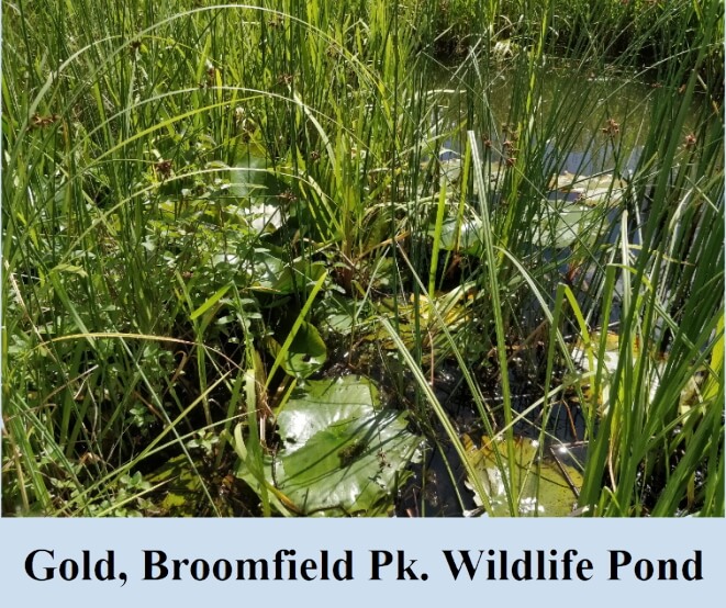 gold broomfield park wildllife pond