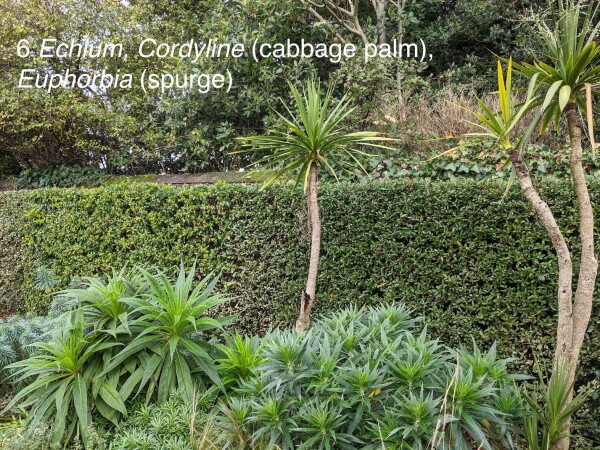 cabbage palm and spurge in broomfield park