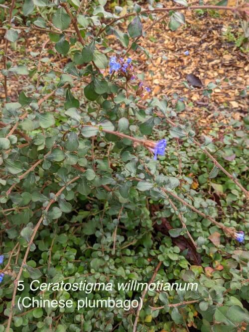 chinese plumbago in broomfield park
