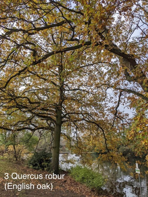 english oak in broomfield park