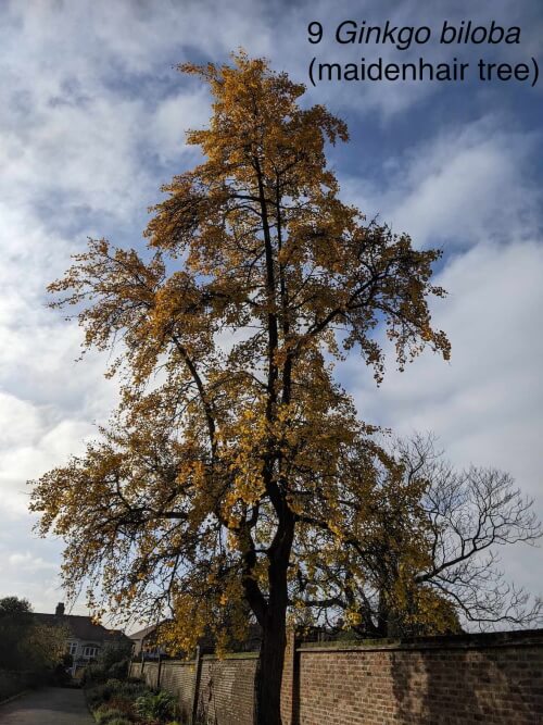 maidenhair tree in broomfield park