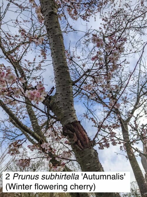 winter flowering cherry in broomfield park