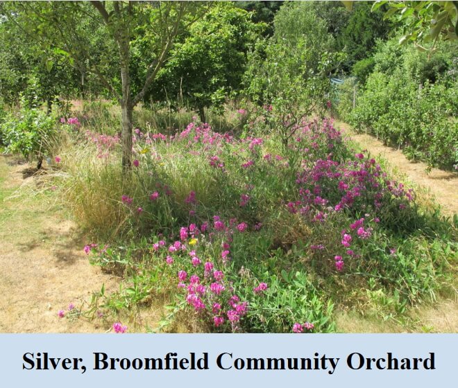 silver broomfield community orchard