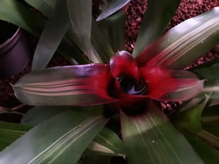 bromeliad in broomfield conservatory 1
