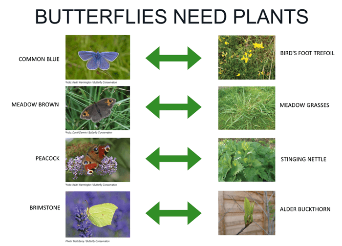 butterflies need plants