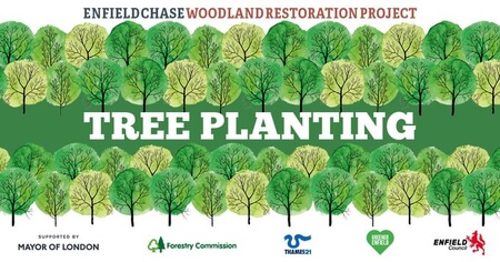 enfield chase woodland restoration project