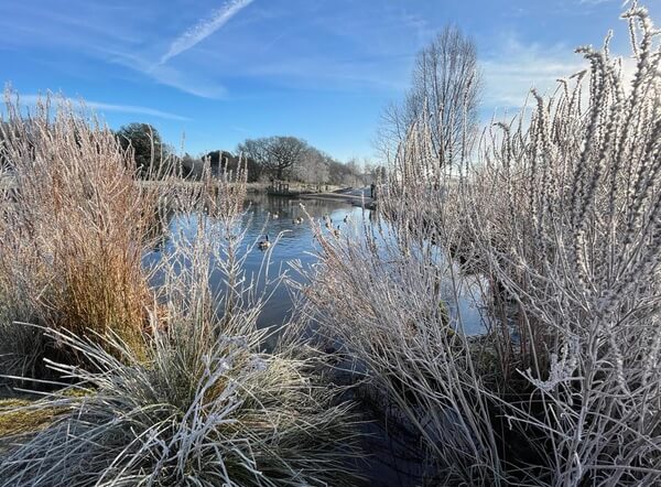 firs farm wetlands on a frosty morning in january 2023
