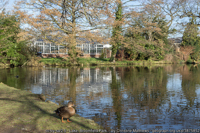 Looking across one of the lakes in Broomfield Park towards the conservatory. A Mallard Duck is resting on the shore.
