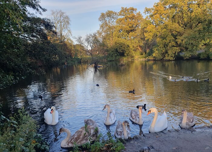 swans and cygnets on the lower lake in broomfield park photo by jenny edwards