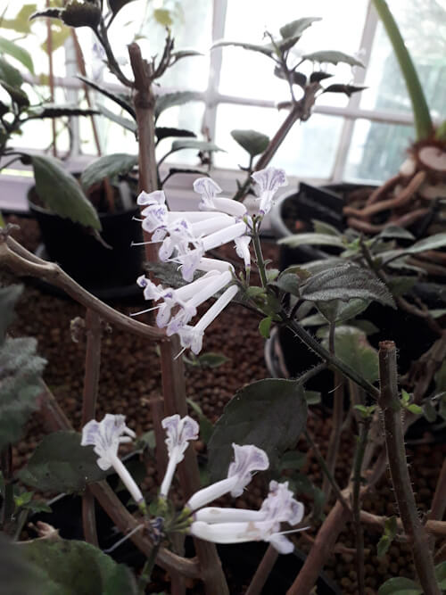 plectranthus in broomfield conservatory