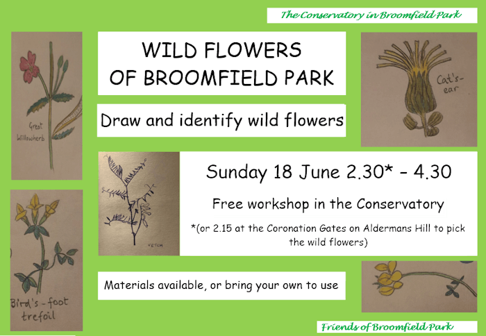 202306 wildflower drawing workshop