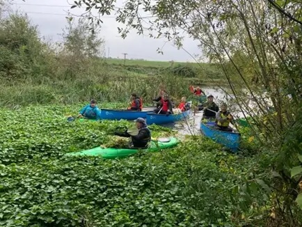 canoes among floating pennywort on the river lee navigation