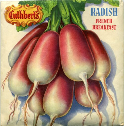 front of historic cuthberts seeds packet radishes