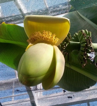 banana flower in Broomfield Conservatory