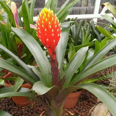 air plant in broomfield conservatory feb 2017