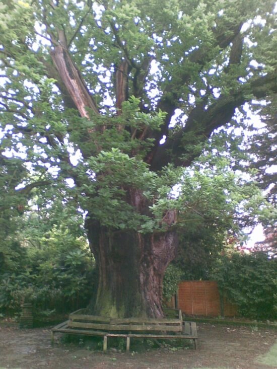 minchenden oak in 2008