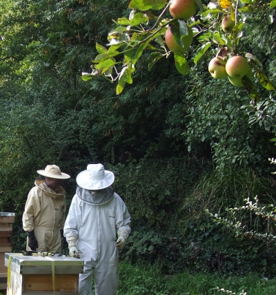 orchard apples hives